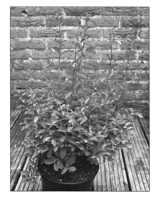 Figure 1 of US plant patent PP20931, the photograph of Kolmcan printed in the patent.
