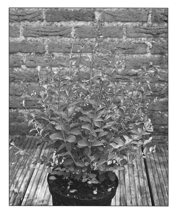 Figure 1 of US plant patent PP20932, the photograph of Kolmaswet printed in the patent.
