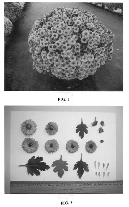 Figure 1 of US plant patent PP20933, the photograph of Twino Bronze printed in the patent.