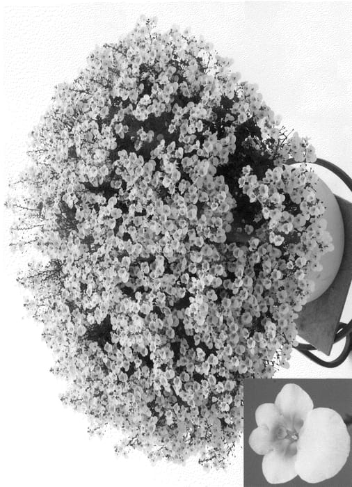 Figure 1 of US plant patent PP20934, the photograph of Dala Ablos printed in the patent.