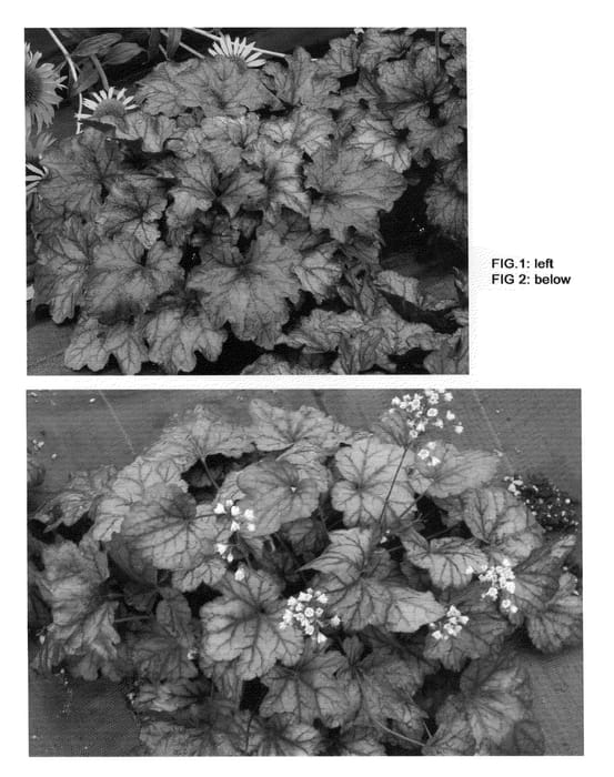 Figure 1 of US plant patent PP20935, the photograph of Plum Royale printed in the patent.