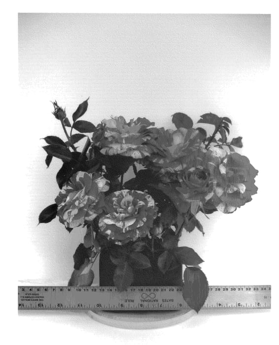 Figure 1 of US plant patent PP20936, the photograph of WEKgobnez printed in the patent.