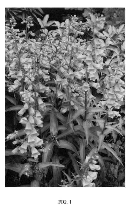 Figure 1 of US plant patent PP20937, the photograph of WALDIGONE printed in the patent.