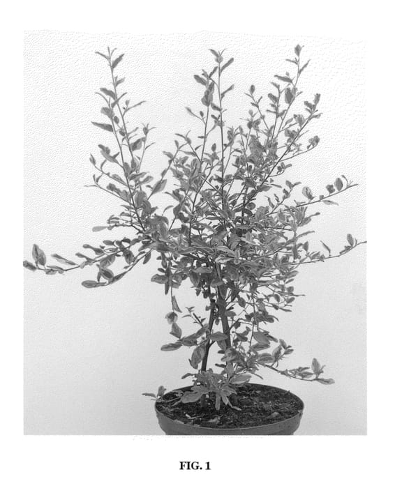 Figure 1 of US plant patent PP20938, the photograph of Lemon Ice printed in the patent.