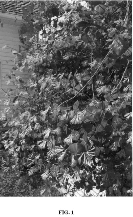 Figure 1 of US plant patent PP20939, the photograph of Bailelle printed in the patent.