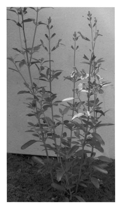 Figure 1 of US plant patent PP20940, the photograph of Icing Sugar printed in the patent.
