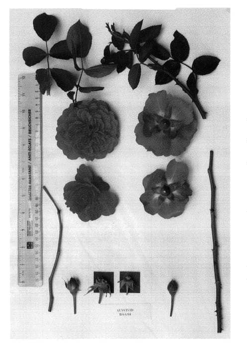 Figure 1 of US plant patent PP20941, the photograph of AUSvivid printed in the patent.