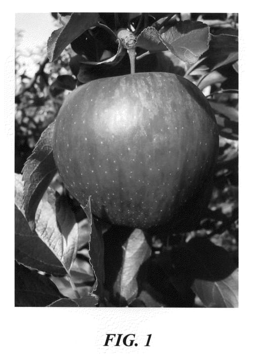 Figure 1 of US plant patent PP20942, the photograph of Cauflight printed in the patent.