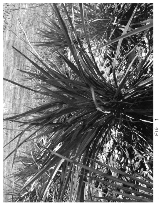 Figure 1 of US plant patent PP20943, the photograph of PHOS3 printed in the patent.