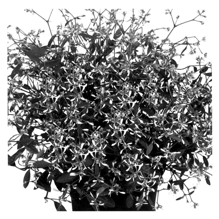 Figure 1 of US plant patent PP20944, the photograph of Silvershadow printed in the patent.