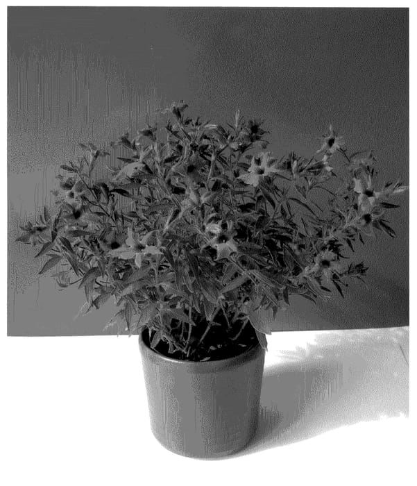 Figure 1 of US plant patent PP20945, the photograph of Oscopet2 printed in the patent.