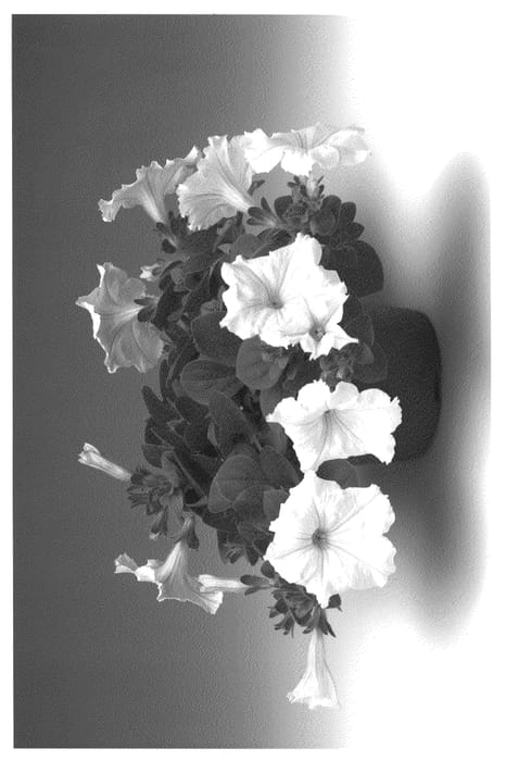 Figure 1 of US plant patent PP20946, the photograph of Petvani printed in the patent.