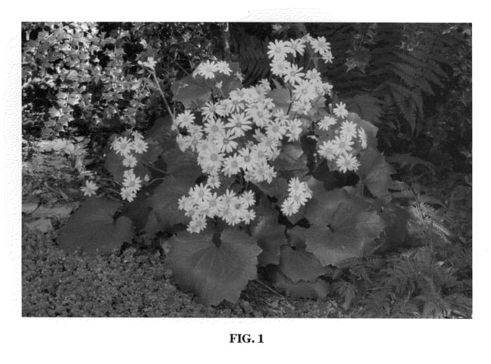 Figure 1 of US plant patent PP20947, the photograph of Last Dance printed in the patent.