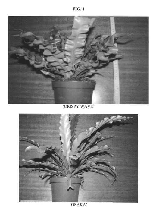 Figure 1 of US plant patent PP20949, the photograph of Crispy Wave printed in the patent.