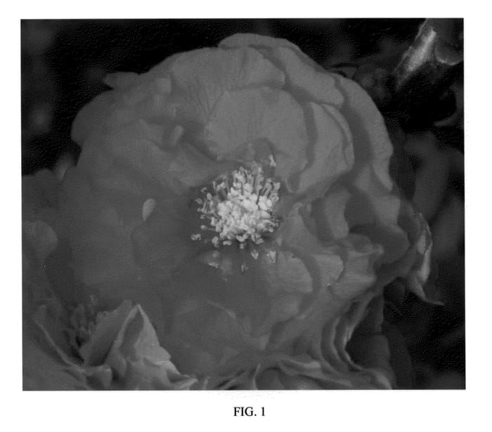 Figure 1 of US plant patent PP20950, the photograph of Orange Storm printed in the patent.