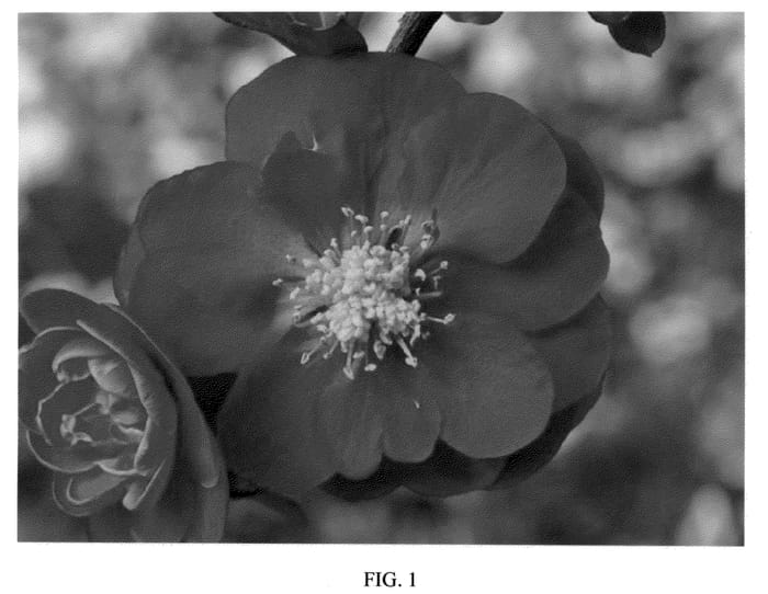 Figure 1 of US plant patent PP20951, the photograph of Scarlet Storm printed in the patent.