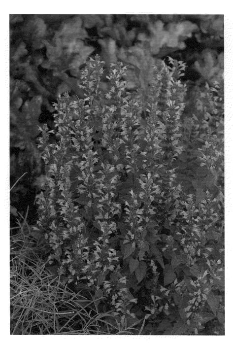Figure 1 of US plant patent PP20952, the photograph of Summer Sky printed in the patent.