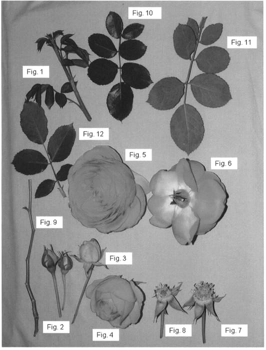 Figure 1 of US plant patent PP20953, the photograph of Margaret Mae printed in the patent.