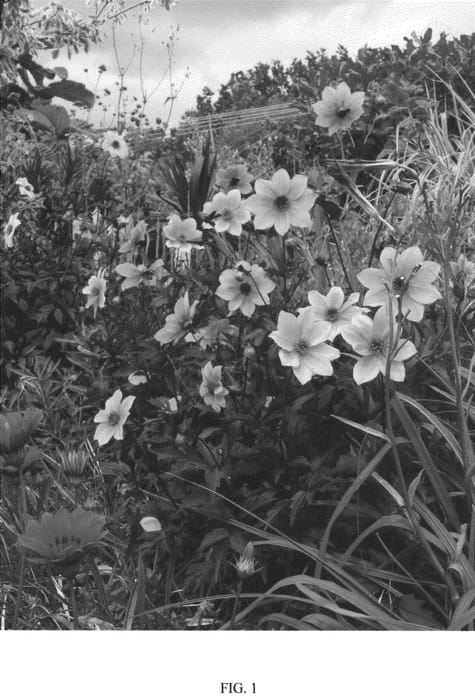 Figure 1 of US plant patent PP20954, the photograph of BEST BETT printed in the patent.