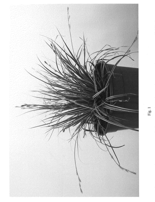 Figure 1 of US plant patent PP20955, the photograph of CarFit01 printed in the patent.