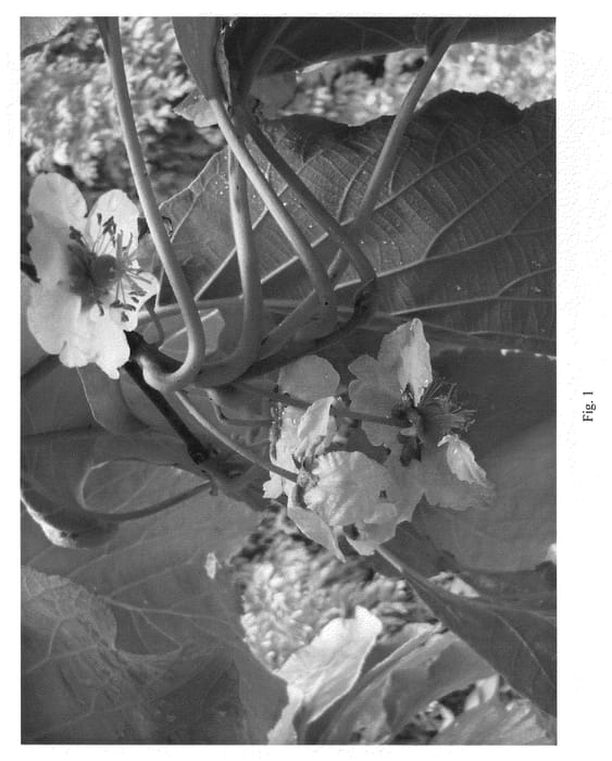 Figure 1 of US plant patent PP20956, the photograph of Y118 printed in the patent.