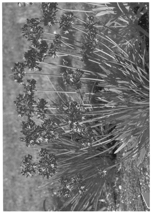 Figure 1 of US plant patent PP20957, the photograph of Northern Star printed in the patent.