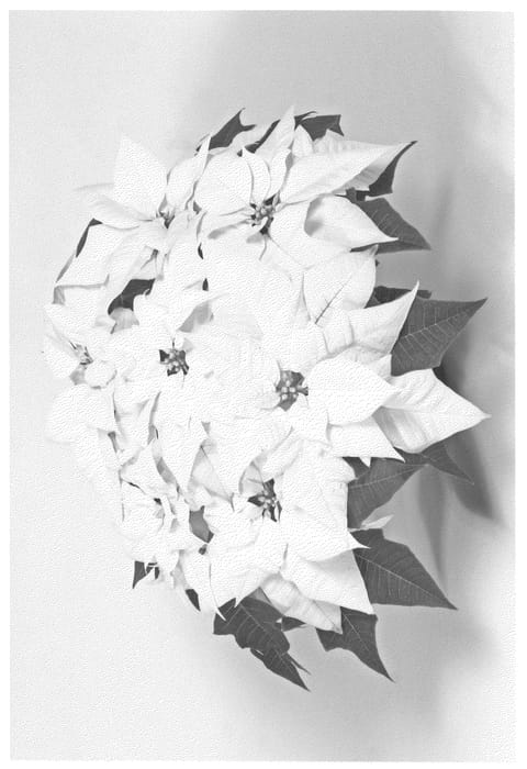 Figure 1 of US plant patent PP20958, the photograph of Fismirwhi printed in the patent.