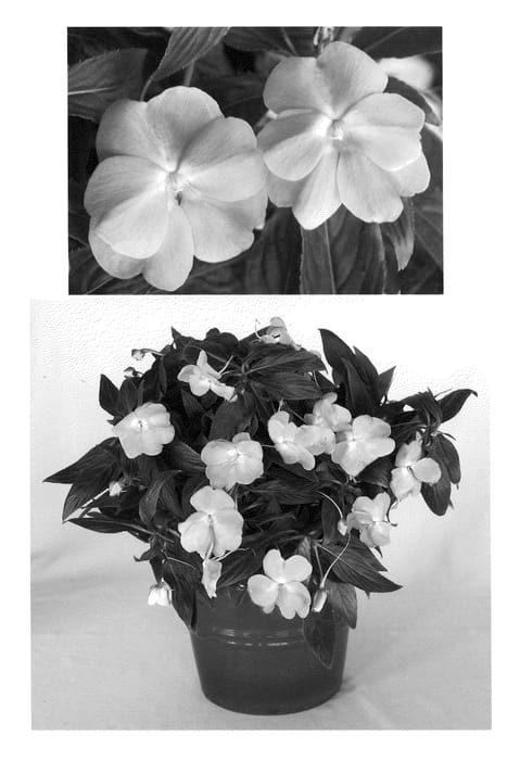 Figure 1 of US plant patent PP20959, the photograph of Visinflavimp printed in the patent.