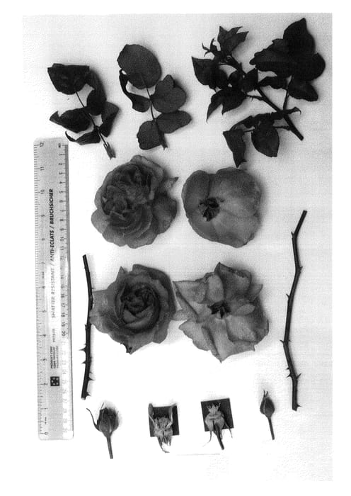 Figure 1 of US plant patent PP20960, the photograph of AUSvibrant printed in the patent.