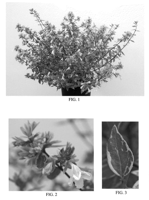 Figure 1 of US plant patent PP20961, the photograph of Abelops printed in the patent.