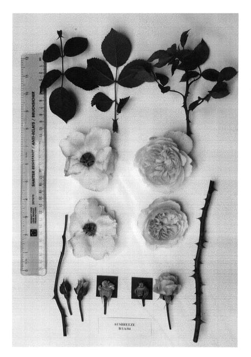 Figure 1 of US plant patent PP20962, the photograph of AUSbreeze printed in the patent.