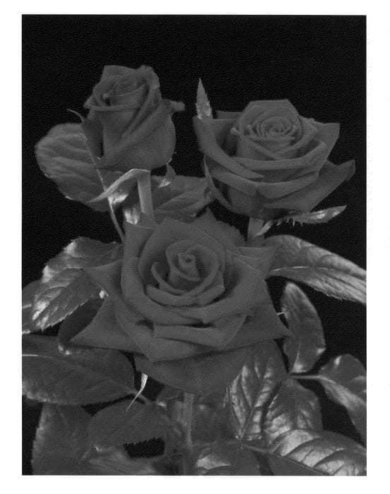 Figure 1 of US plant patent PP20963, the photograph of Empintoimp printed in the patent.