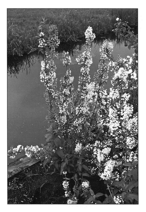 Figure 1 of US plant patent PP20964, the photograph of Kolmaspri printed in the patent.