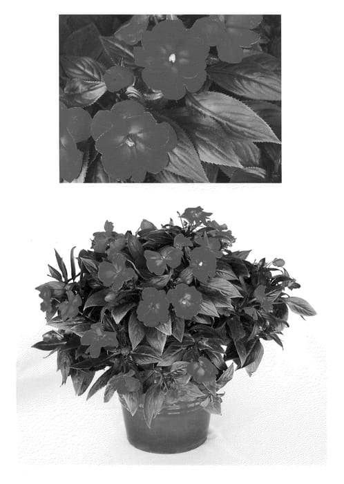 Figure 1 of US plant patent PP20965, the photograph of Visinfchrimp printed in the patent.