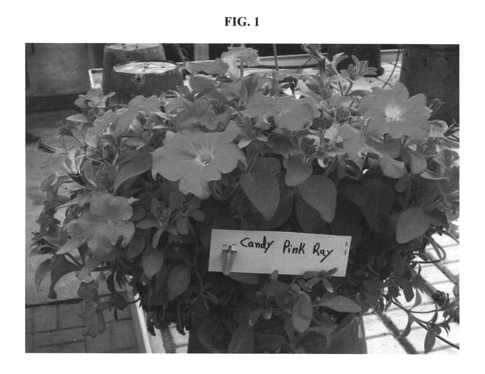 Figure 1 of US plant patent PP20966, the photograph of DANRAY2 printed in the patent.