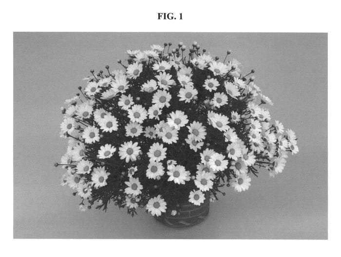 Figure 1 of US plant patent PP20967, the photograph of DANARGY27 printed in the patent.