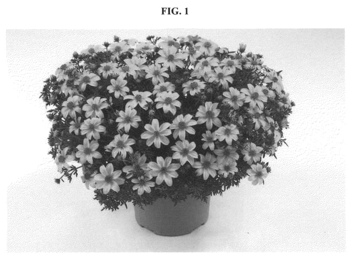 Figure 1 of US plant patent PP20968, the photograph of DANYEL9 printed in the patent.