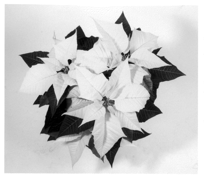 Figure 1 of US plant patent PP20969, the photograph of NPCW08119 printed in the patent.