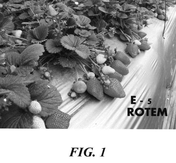 Figure 1 of US plant patent PP20970, the photograph of Rotemi printed in the patent.
