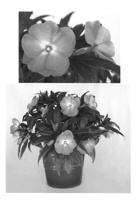 Figure 1 of US plant patent PP20971, the photograph of Visinfsalimp printed in the patent.