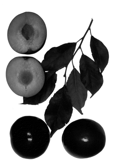 Figure 1 of US plant patent PP20972, the photograph of Fallette printed in the patent.