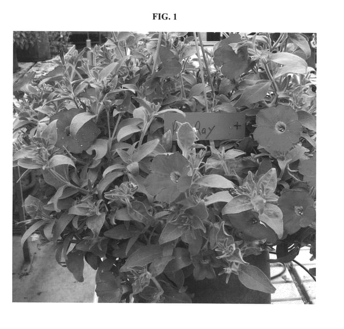 Figure 1 of US plant patent PP20973, the photograph of DANRAY5 printed in the patent.