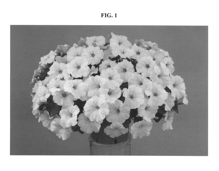 Figure 1 of US plant patent PP20974, the photograph of DANRAY1 printed in the patent.