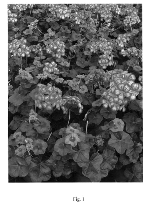 Figure 1 of US plant patent PP20975, the photograph of Pacshim printed in the patent.