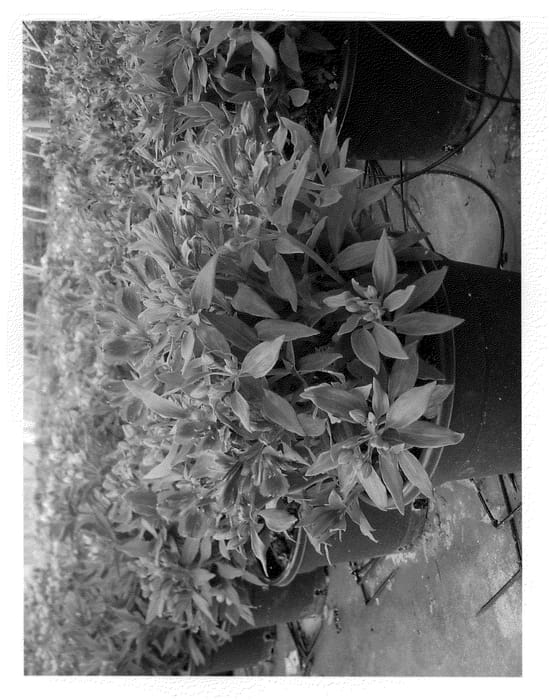 Figure 1 of US plant patent PP20976, the photograph of Konazur printed in the patent.