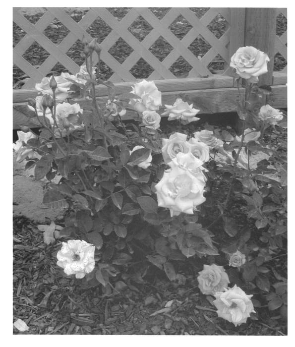 Figure 1 of US plant patent PP20977, the photograph of BENrye printed in the patent.