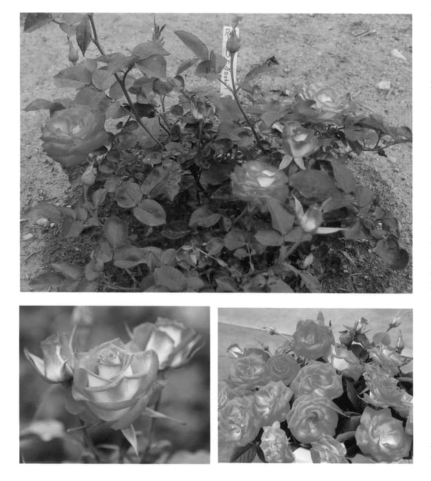 Figure 1 of US plant patent PP20978, the photograph of BENocho printed in the patent.
