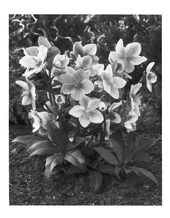 Figure 1 of US plant patent PP20979, the photograph of HGP02 printed in the patent.