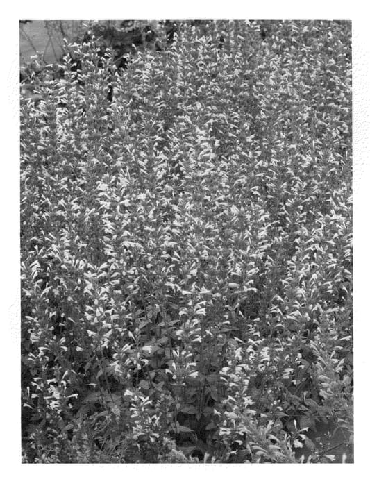 Figure 1 of US plant patent PP20980, the photograph of Summer Glow printed in the patent.