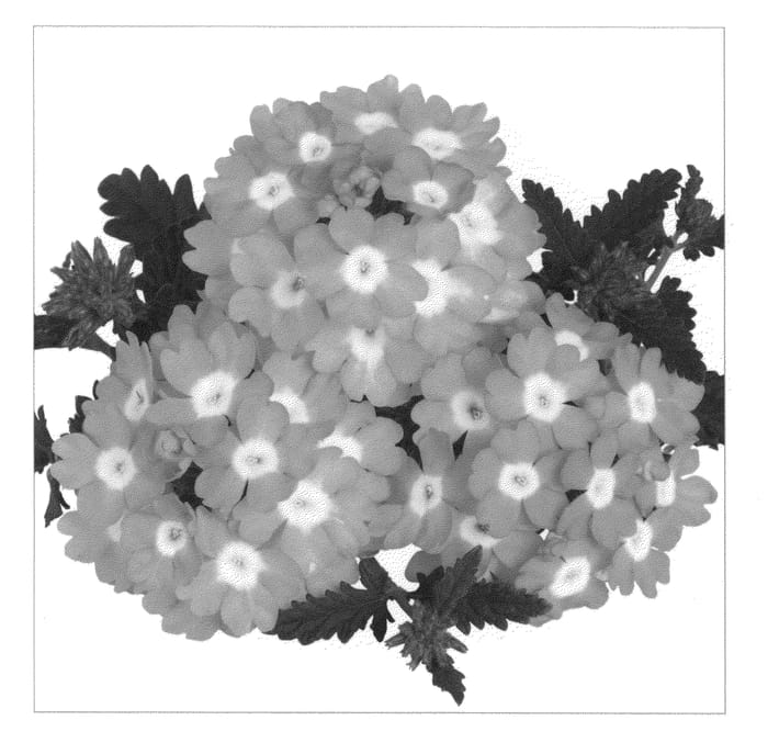 Figure 1 of US plant patent PP20981, the photograph of Duemplavcha printed in the patent.